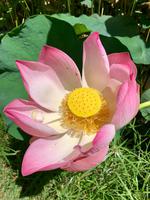 Wunderschöne Lotusblüte