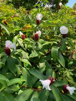 Blütenpracht auf Mauritius