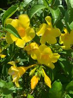 Blütenpracht auf Mauritius