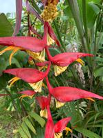 Blütenpracht auf La Réunion