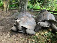 Riesenschildkröten  - Iles des Palmes Eco Resort