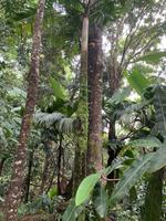 Mission Lodge - Mahé - Seychellen