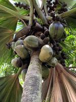 Botanischer Garten - Seychellen
