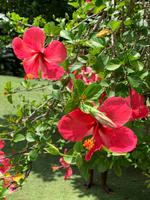 Botanischer Garten - Seychellen