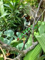 Wunderschönes Chamäleon in Madagaskar