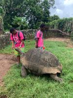 Riesenschildkröte 