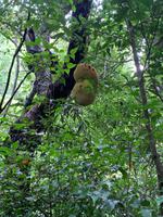 Regenwald von Madagaskar