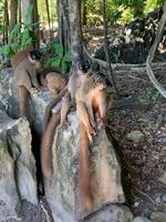 Lemureninsel - Madagaskar