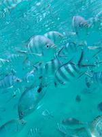 Unterwasserwelt im Indischen Ozean