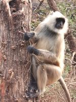 Meerkatze, Ranthambhore Nationalpark