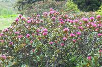 Wanderung in das Sertigtal