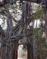 Eingang zum Ranthambhore Nationanlpark, wie im Dschungelbuch