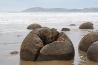 Moeraki Boulders (6)