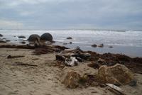 Moeraki Boulders (9)