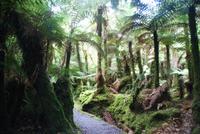 ein mystischer Spaziergang