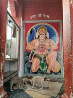 Affengott Hanuman und drunter ein Bündel kleiner Hunde, Varanasi