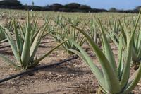 Aloe Vera Farm- Aruba (3)
