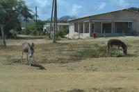 Bonaire (5)