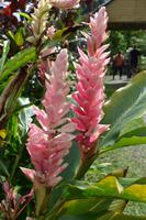 Hibiscus Wasserfall Dominica (1)