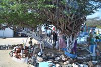 Inselrundfahrt in den Norden von Aruba (2)