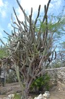 Landhaus Curacao (2)