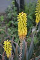 Landhaus Curacao (4)