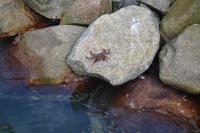 Oranjestad Aruba (14)