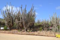 Washington Slagbaai National Park (2)