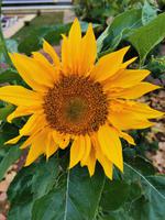 Im Garten der Lodge finden wir eine vertraute Blume, Bhandhavgarh Nationalpark