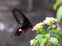 Einer von über 400 Schmetterlingsarten im Bandhavgarh Nationalpark