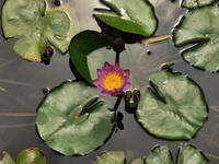 Lotosblüten in der Nähe des Kanha Nationalparks