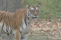 Majestätisch, diese Tigerdame, Foto von Anika