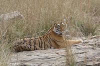 Im Flußbett liegt ein Tiger und entspannt, Ranthambhore Nationalpark, Foto von Anika