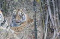 Im Gras entspannen die Katzen, Foto von Anika