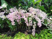Rundreise Singapur & Malaysia, Singapur, Orchideengarten
