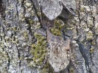 Ecuador  Fledermäuse