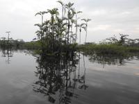 Regenwald - Ecuador