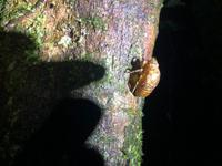 Nachtwanderung Ecuador