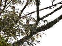 Regenwald - Ecuador