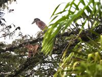 Regenwald - Ecuador