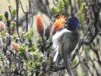 Kolibri Ecuador