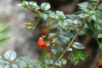 Rio Simpson Nationalpark