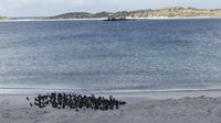 Falkland Inseln, Magellanpinguine
