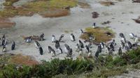 Falkland Inseln, Magellanpinguine