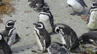 Falkland Inseln, Magellanpinguine