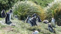 Falkland Inseln, Magellanpinguine