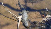 Iguazu, Alligator