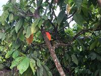 Kakaoplantage Ecuador