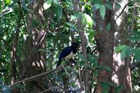 36_Vogel an der argentinischen Seite der Iguazu Wasserfälle