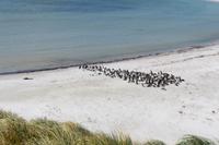 72_Falkland Inseln